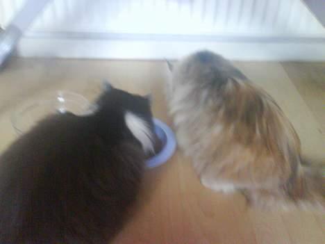 Blanding af racer Bailey - Skrid... nu er det mig der skal spise... billede 3