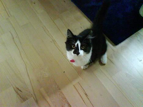 Blanding af racer Bailey - Bailey som lille...  billede 4