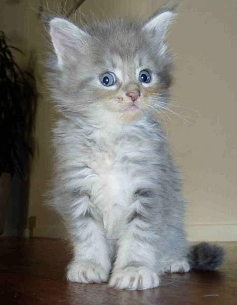 Maine Coon Nala - Uha.. Er lidt generet.. billede 1