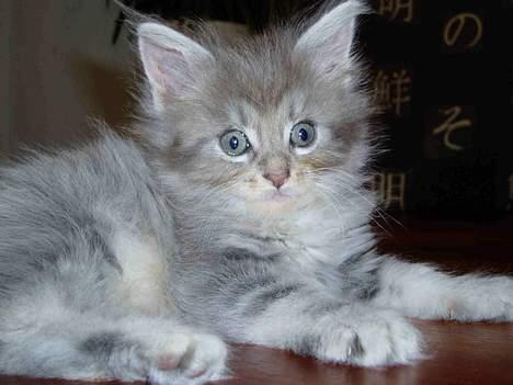 Maine Coon Nala billede 2