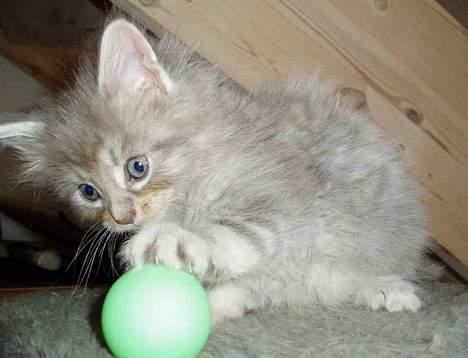 Maine Coon Nala billede 3