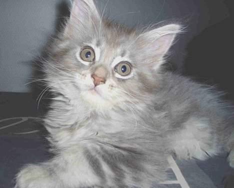 Maine Coon Nala billede 4
