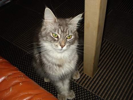 Maine Coon Nala billede 5