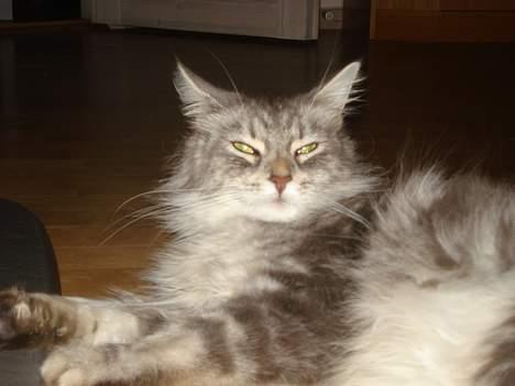 Maine Coon Nala billede 6