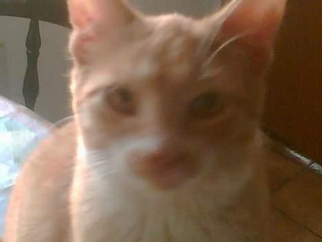 Huskat garfield - er jeg ikke sød billede 1