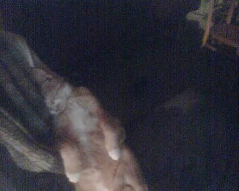 Huskat garfield billede 3