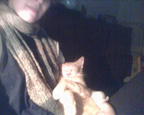 Huskat garfield billede 4