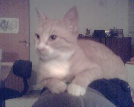 Huskat garfield billede 5