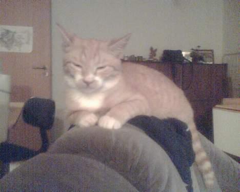 Huskat garfield - er træt nu billede 6