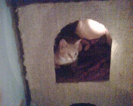 Huskat garfield - min hule billede 7