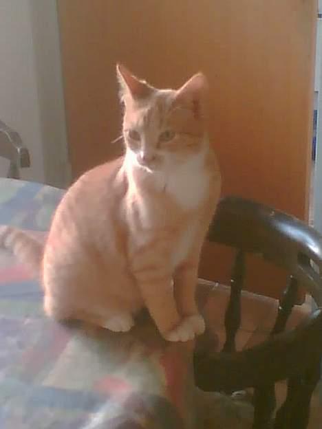 Huskat garfield billede 8