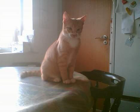 Huskat garfield billede 9