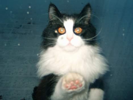 Norsk Skovkat Houdini billede 2