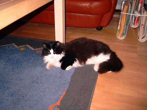 Norsk Skovkat Houdini billede 3