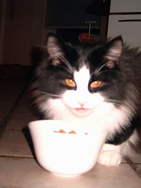 Norsk Skovkat Houdini billede 4