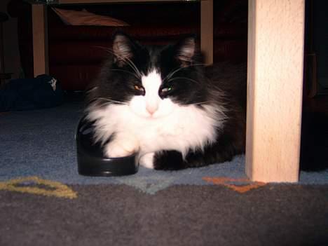 Norsk Skovkat Houdini billede 5