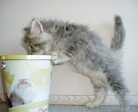 Maine Coon Nala billede 7