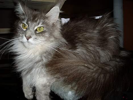 Maine Coon Nala - Dette er Nalas far. billede 8