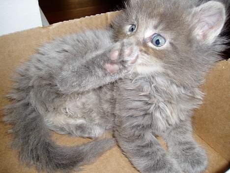 Maine Coon Nala billede 9