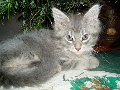 Maine Coon Nala billede 10