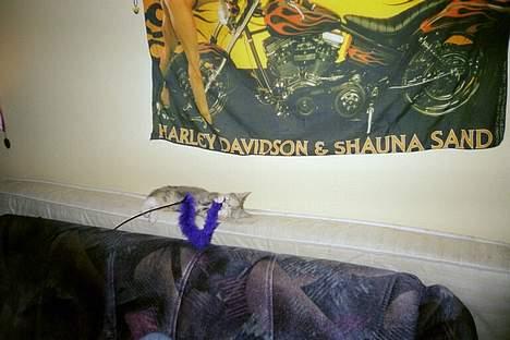 Huskat Daizy - Den skal bare fanges. billede 2