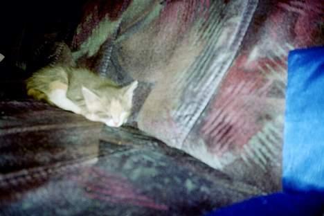 Huskat Daizy - Jeg tager mig lige en lille lur. (Jeg har kun lige fået hende der så ca. 6 uger på det billede). billede 1