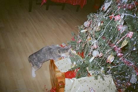 Huskat Daizy - Er der mon en julegave til mig. billede 3