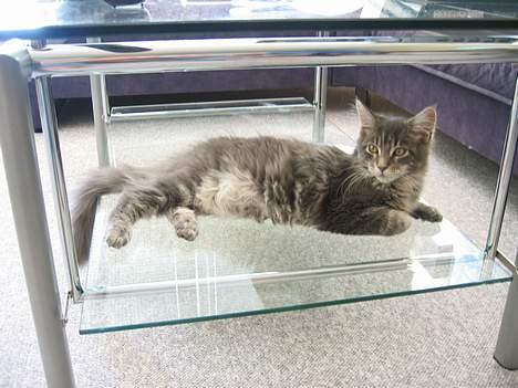 Maine Coon Gizmo - DØD - Et af de første billeder af "lille" Gizzer billede 1