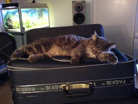 Maine Coon Gizmo - DØD - Det er sååå hårdt at rejse billede 2