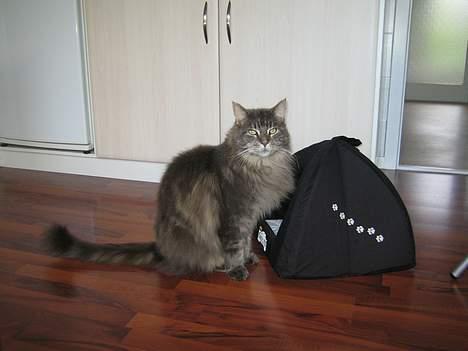 Maine Coon Gizmo - DØD - Hvorfor kan de ikke lave de katte-huler i nogle ordentlige størrelser... billede 3