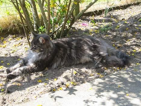 Maine Coon Gizmo - DØD - Dase i det varme sommervejr billede 4