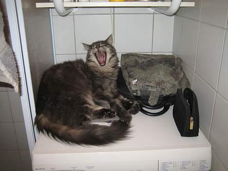 Maine Coon Gizmo - DØD - Jeg kan også være farlig...ja jeg kan billede 5