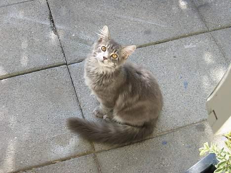 Maine Coon Gizmo - DØD - Jeg er såååå sød og uskyldig :-) billede 6