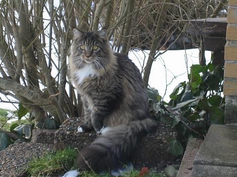 Maine Coon Hannibal - Den første tur ude....nøøøj billede 1