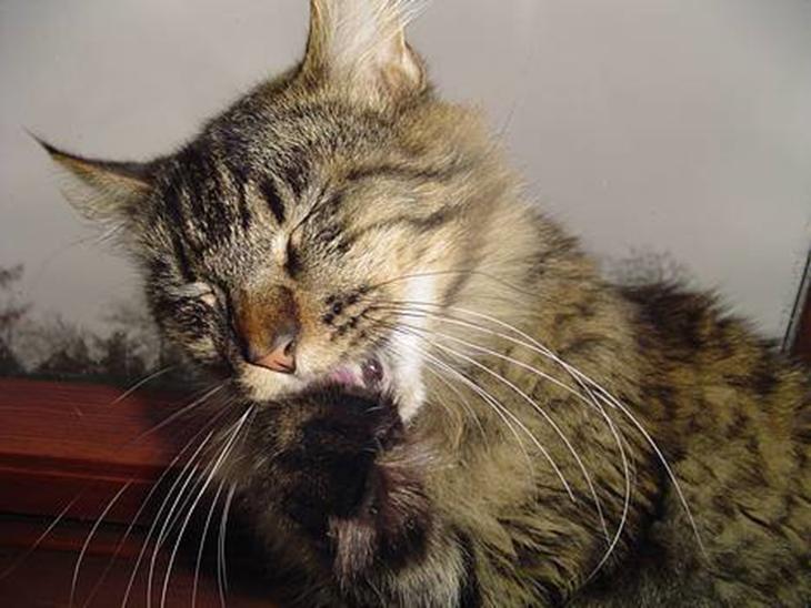 {{currentPhoto.altText}} billede {{currentPhoto.number}}