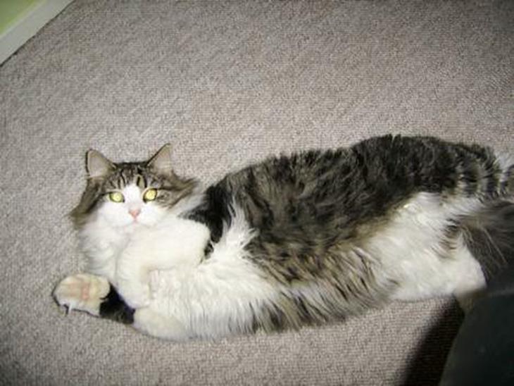 {{currentPhoto.altText}} billede {{currentPhoto.number}}