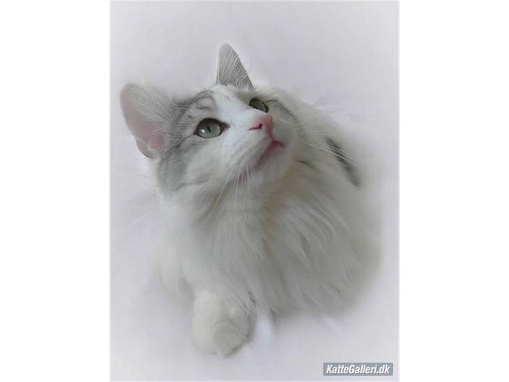 {{currentPhoto.altText}} billede {{currentPhoto.number}}