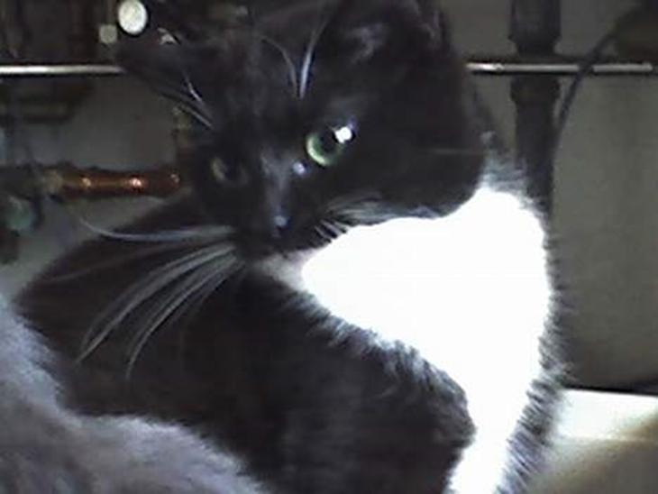 {{currentPhoto.altText}} billede {{currentPhoto.number}}