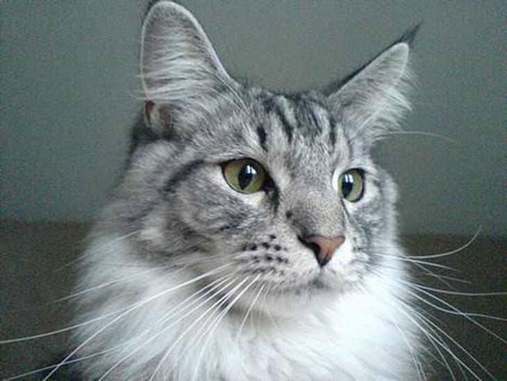 Maine Coon Timon billede 1