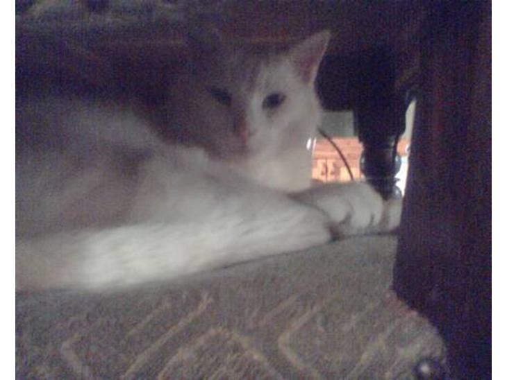 {{currentPhoto.altText}} billede {{currentPhoto.number}}