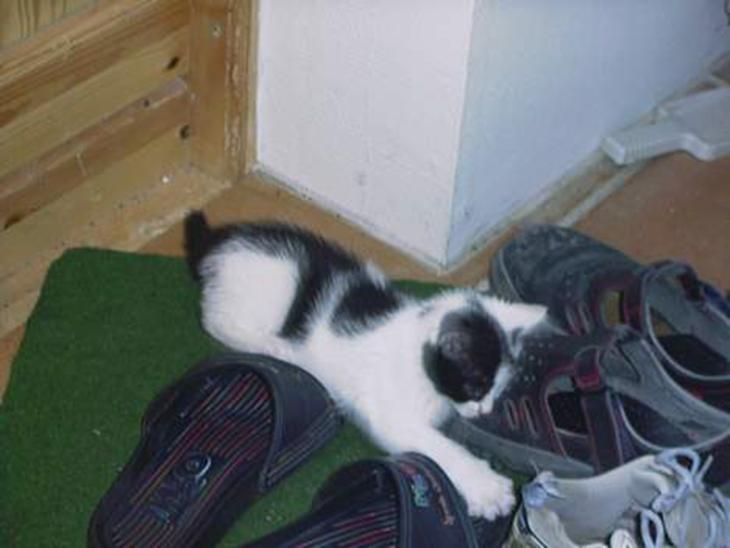 {{currentPhoto.altText}} billede {{currentPhoto.number}}