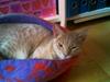 Ocicat smeagol