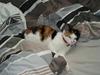Huskat Putte