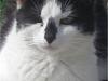 Huskat Hårbolle [Tidl. kat]