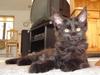 Maine Coon Amy Lomacoon's Faustina