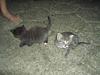 Blanding af racer Killingerne *Solgt* [Tidl. kat]