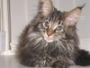 Maine Coon Sylvester
