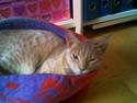 Ocicat smeagol