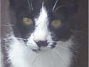 Huskat Mis