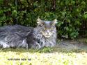 Maine Coon Dk Lionpark´s Idor R.I.P